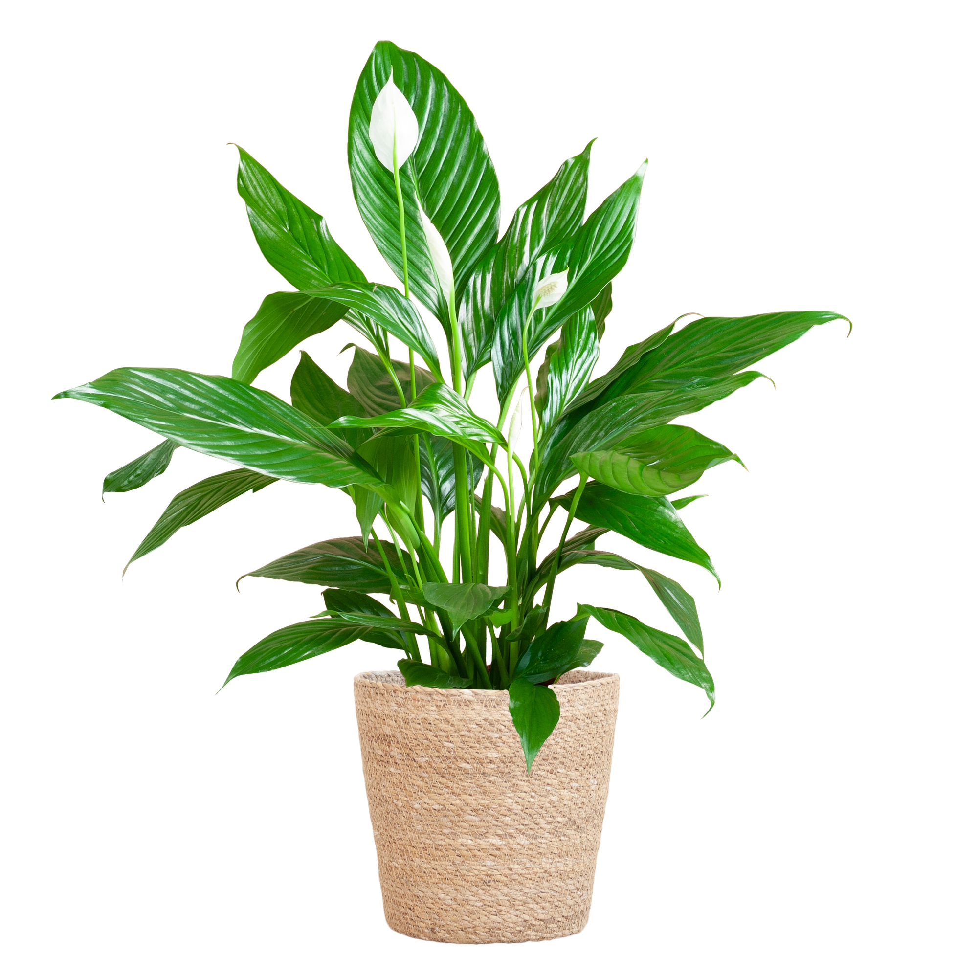 Spathiphyllum Sweet Lauretta Lepelplant met Mand Sofia naturel – 80 cm