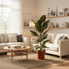 Ficus Benghalensis Joy grote kamerplant met grijsgroene bladeren in pot Ø21cm