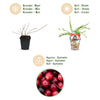 Fruitplanten - Blauwe Bes - Winterhard - 3 Planten