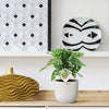 Monstera obliqua 'Monkey Leaf' - 25 cm - ø12 - Plant - plantenmagie