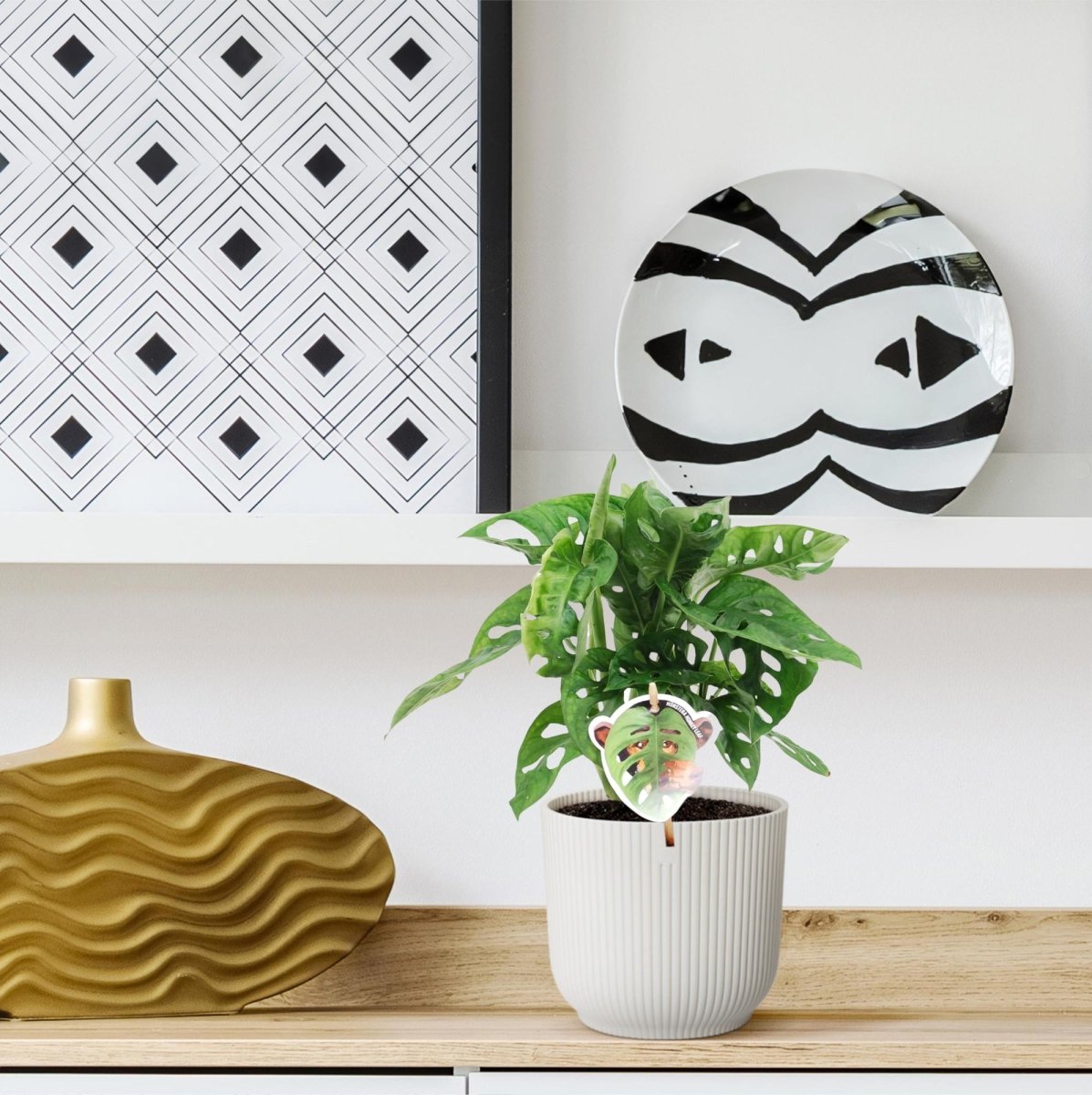 Monstera obliqua 'Monkey Leaf' - 25 cm - ø12 - Plant - plantenmagie