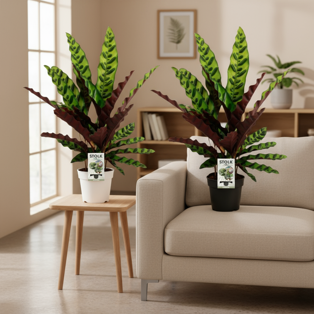 Calathea Lancifolia Insignis plant met langgerekte bladeren en paarsrode onderzijde