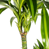 dracaena-hawaiian-sunshine-in-interieur-lichte-kamer