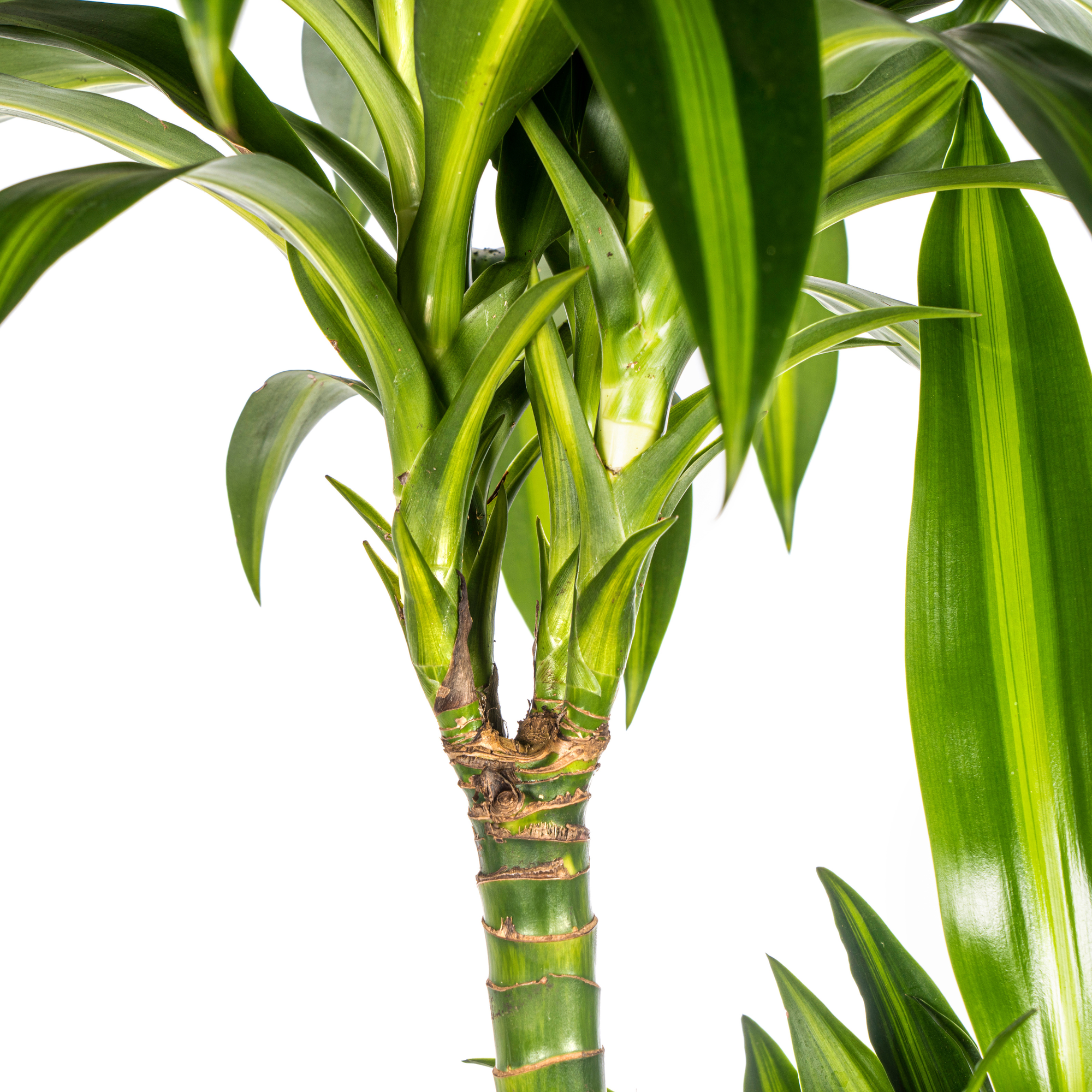 dracaena-hawaiian-sunshine-in-interieur-lichte-kamer