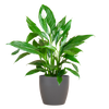 Spathiphyllum Sweet Lauretta Vredeslelie in Viber grijze pot – 80 cm