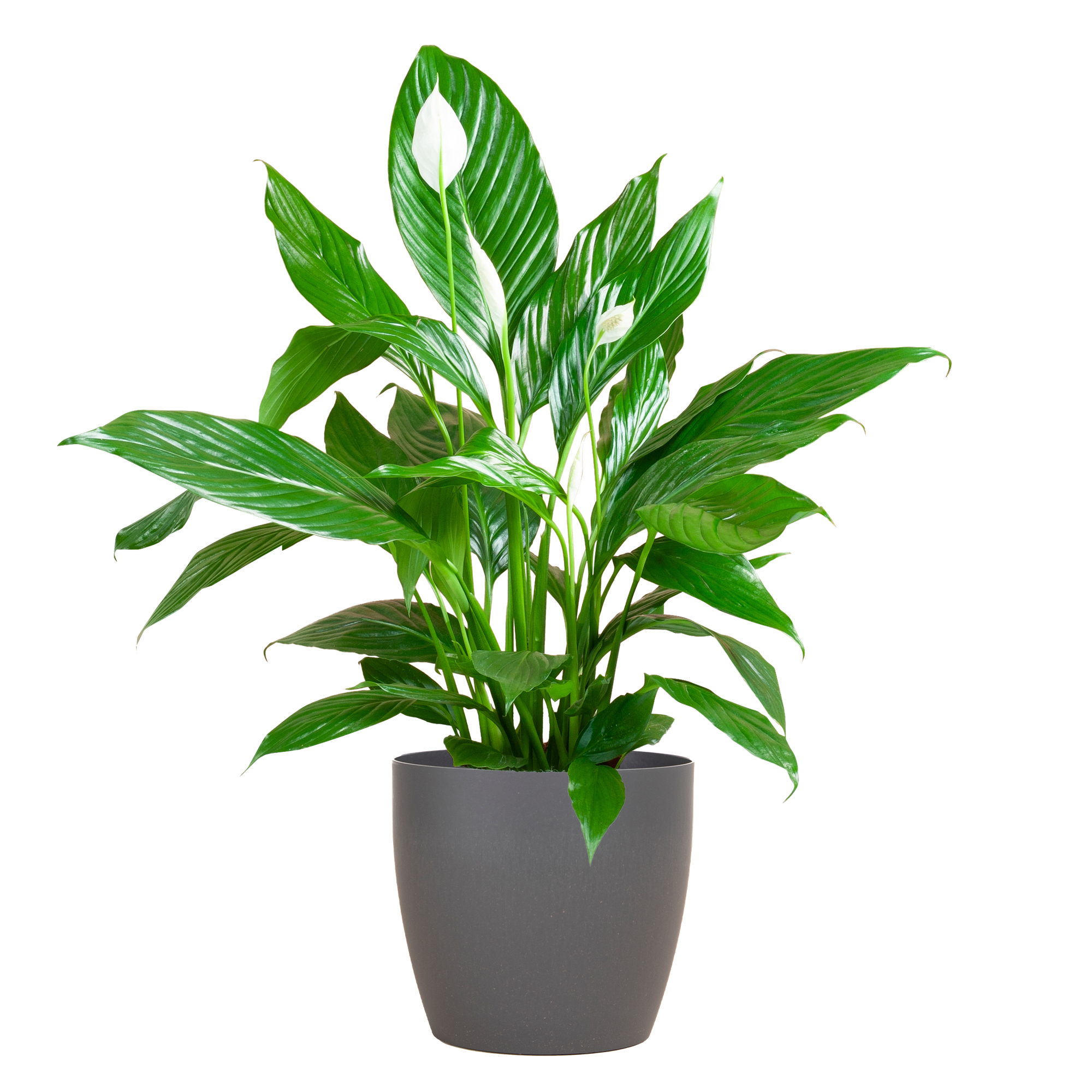 Spathiphyllum Sweet Lauretta Vredeslelie in Viber grijze pot – 80 cm