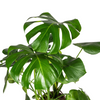Close-up van glanzende groene Monstera bladeren met inkepingen