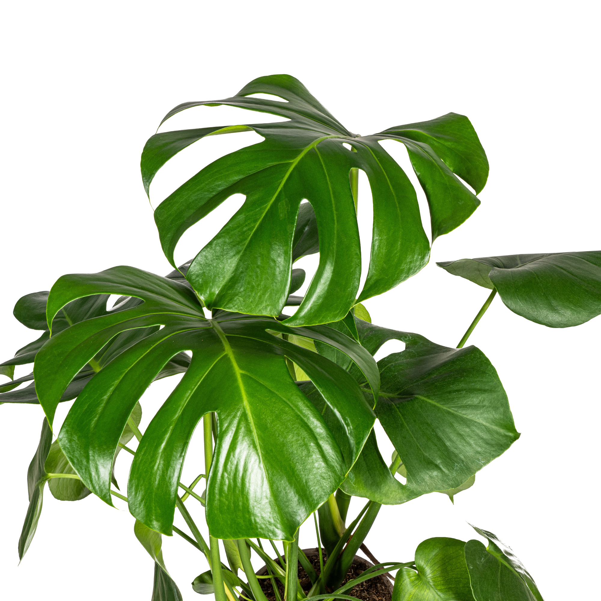 Close-up van glanzende groene Monstera bladeren met inkepingen