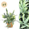 Phlebodium Blue Star blauwe varen – 4x met mand 12 cm | Planten Magie - Plant - plantenmagie