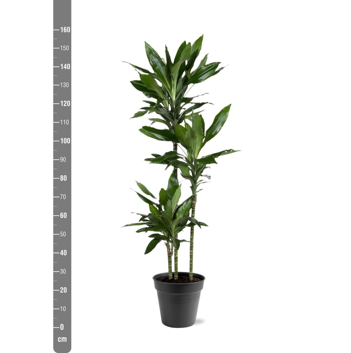 Dracaena Janet Lind - 150 - 160 cm - ø24 - Plant - plantenmagie