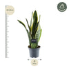 Sansevieria Laurentii - 45 cm - ø12 - Plant - plantenmagie