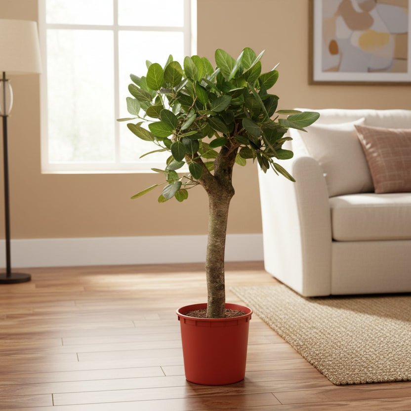 Ficus Benghalensis boom - 150 cm - ø30 - Plant - plantenmagie