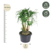 Beaucarnea vertakt - 110 cm - ø41 - Plant - plantenmagie