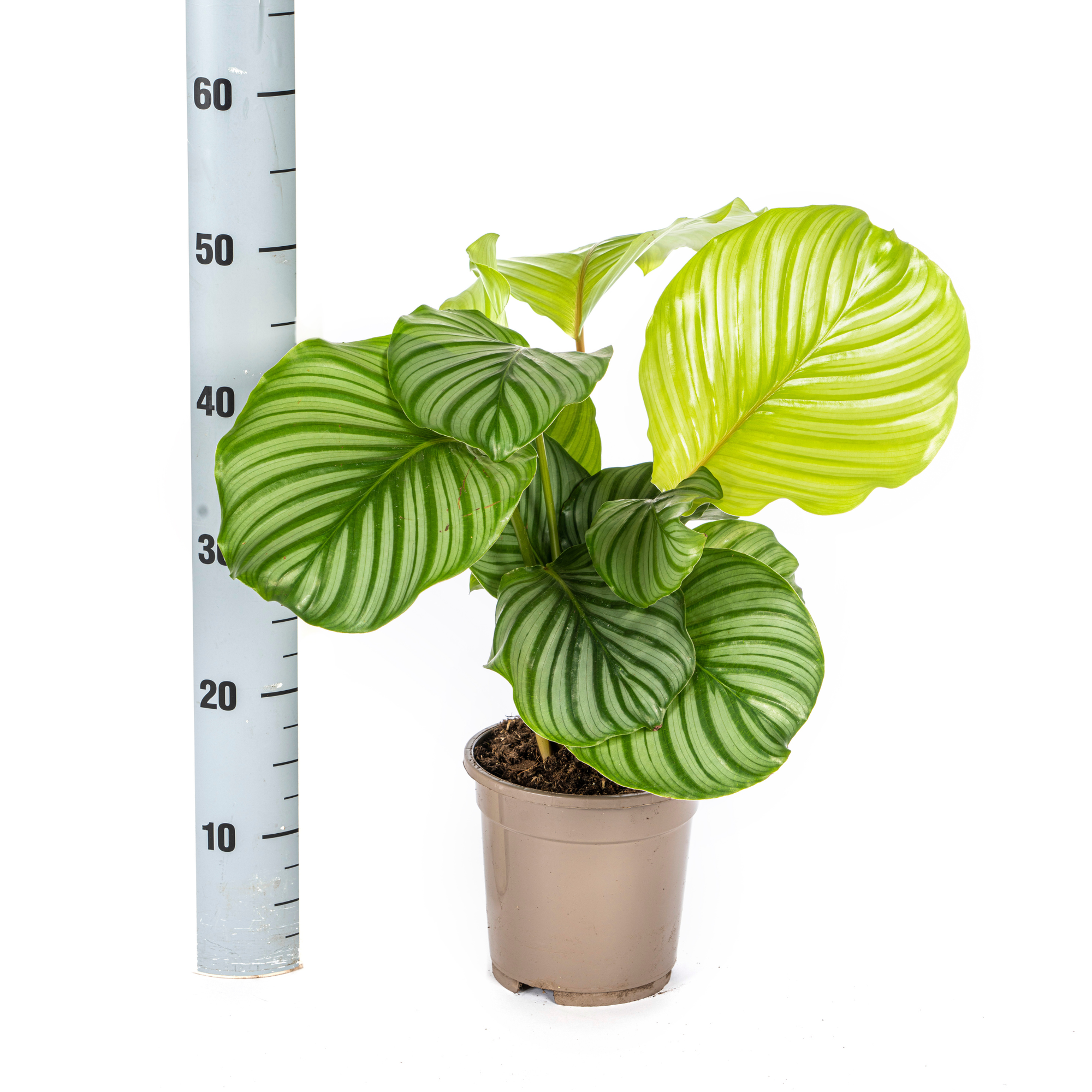 Tropische Calathea Orbifolia plant op een halfschaduwrijke plek met decoratieve pot