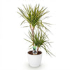 Dracaena Sunray – 90–100 cm - Plant - plantenmagie