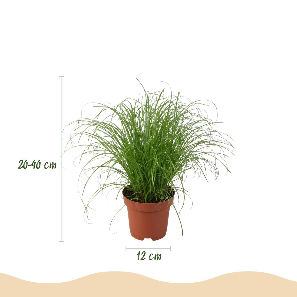 Huisdiervriendelijke planten mix - 25 cm - Ø12 - set van 4 - Plant - plantenmagie