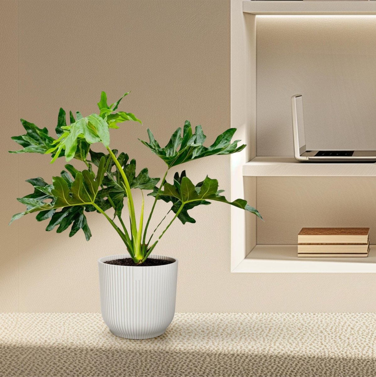 Philodendron Selloum - 60 cm - Ø22 - Plant - plantenmagie