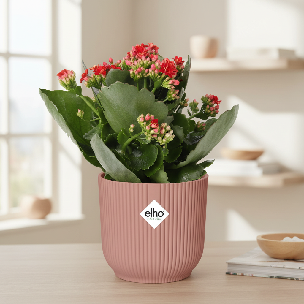 Detail rode bloemen van Kalanchoe Rosalina Don Justino Rood in roze ELHO pot