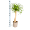 Beaucarnea Recurvata Stam met mand Ø24cm - ↕80 - 100cm-Plant-plantenmagie