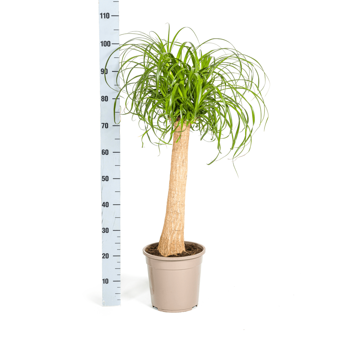 Beaucarnea Recurvata Stam met mand Ø24cm - ↕80 - 100cm-Plant-plantenmagie