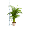 Dypsis Areca lutescens Ø27cm - ↕150 - 170cm-Plant-plantenmagie