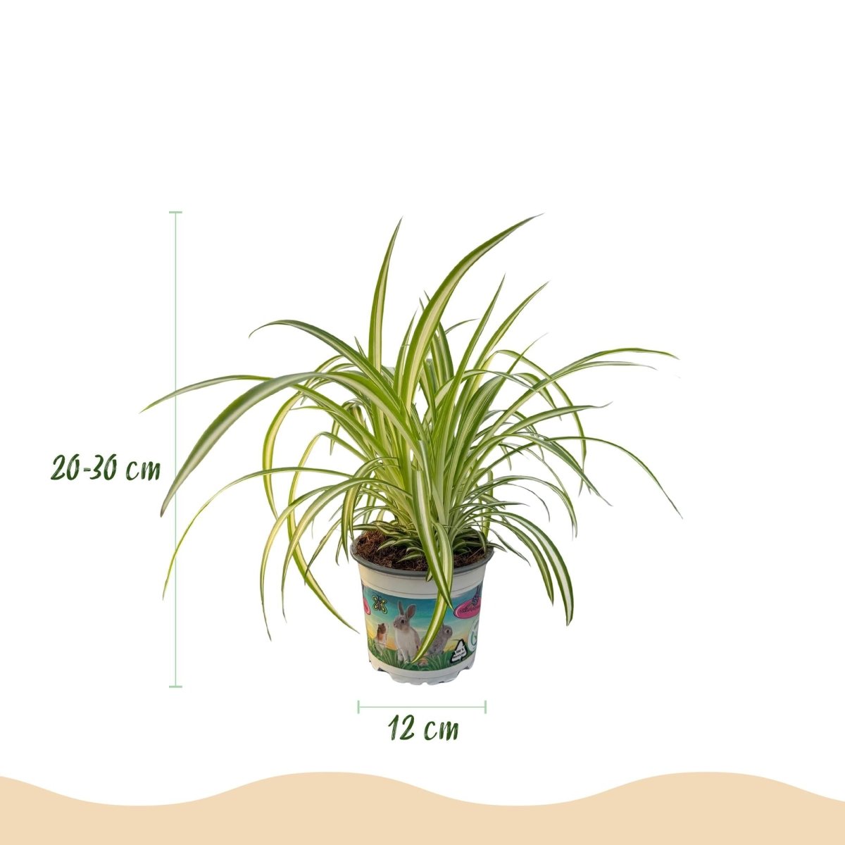 Cyperus – Calissia – Chlorophytum mix (3 stuks) 20 cm met witte pot - Plant - plantenmagie