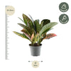 Codiaeum variegatum 'Petra' - 30 cm - ø12 - Plant - plantenmagie