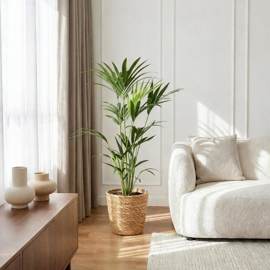 Kentia palm (Howea forsteriana) 120–130 cm met mand (Ø21)