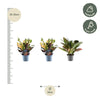 3x Croton Codiaeum mix - 30 cm - ø12 - Plant - plantenmagie