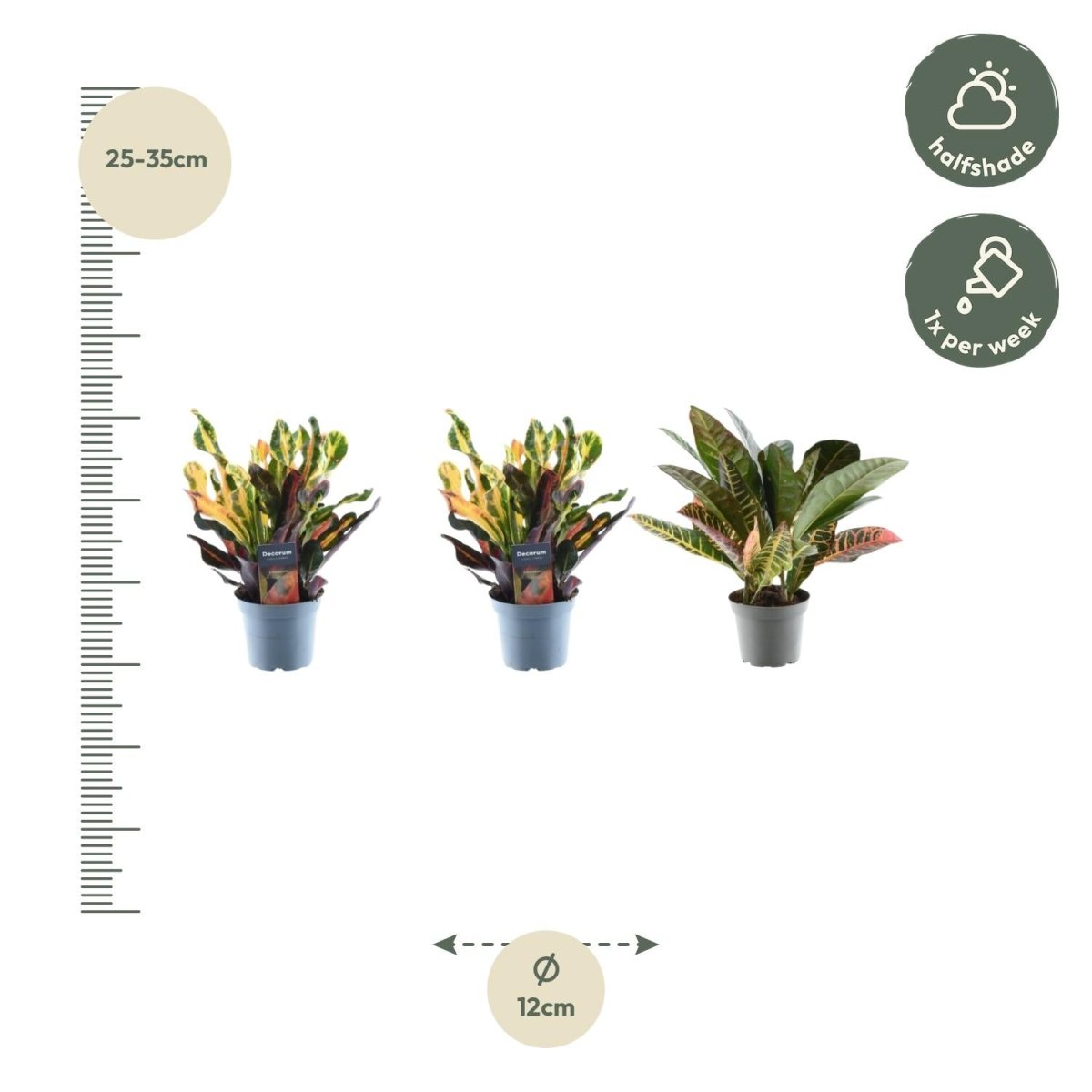 3x Croton Codiaeum mix - 30 cm - ø12 - Plant - plantenmagie