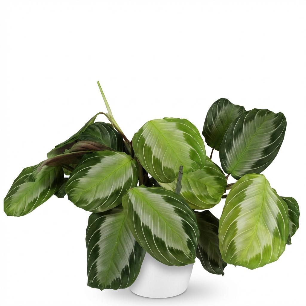 Maranta Fascinator Silverband gebedsplant 25 cm met witte pot 1, 2 of 4 stuks - Plant - plantenmagie