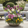 allium bloembollen geplant in border met paarse bloemen