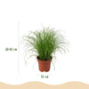 Chlorophytum - Cyperus - Phlebodium - Marantha - Mix van 4 - Huisdiervriendelijke Planten-Plant-Planten Magie