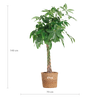 Geldboom (Pachira Aquatica) in woonkamerinterieur – stijlvolle blikvanger