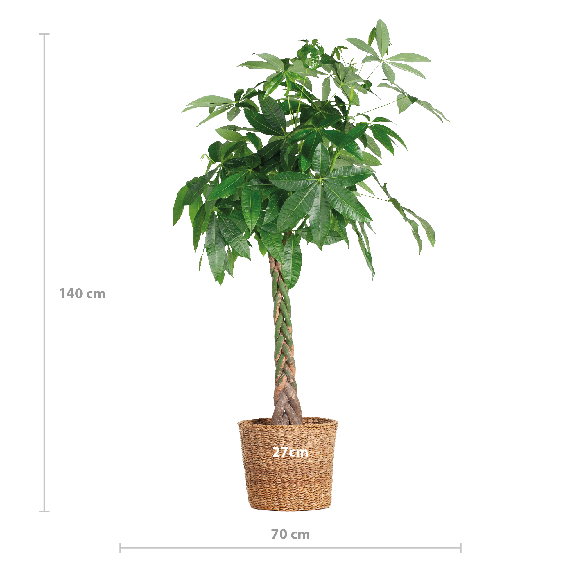 Geldboom (Pachira Aquatica) in woonkamerinterieur – stijlvolle blikvanger