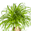 Beaucarnea Recurvata stam 60–80 cm met mand Ø21 cm - Plant - plantenmagie
