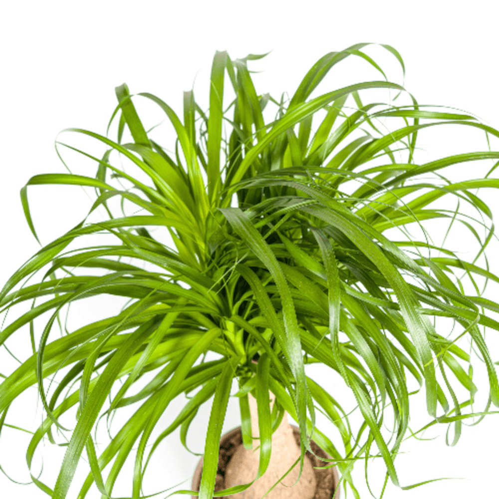 Beaucarnea Recurvata stam 60–80 cm met mand Ø21 cm - Plant - plantenmagie
