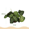 Maranta Fascinator Silverband - Gebedsplant - Huisdiervriendelijk - 4 Planten - Hoogte 30-35cm-Plant-Planten Magie