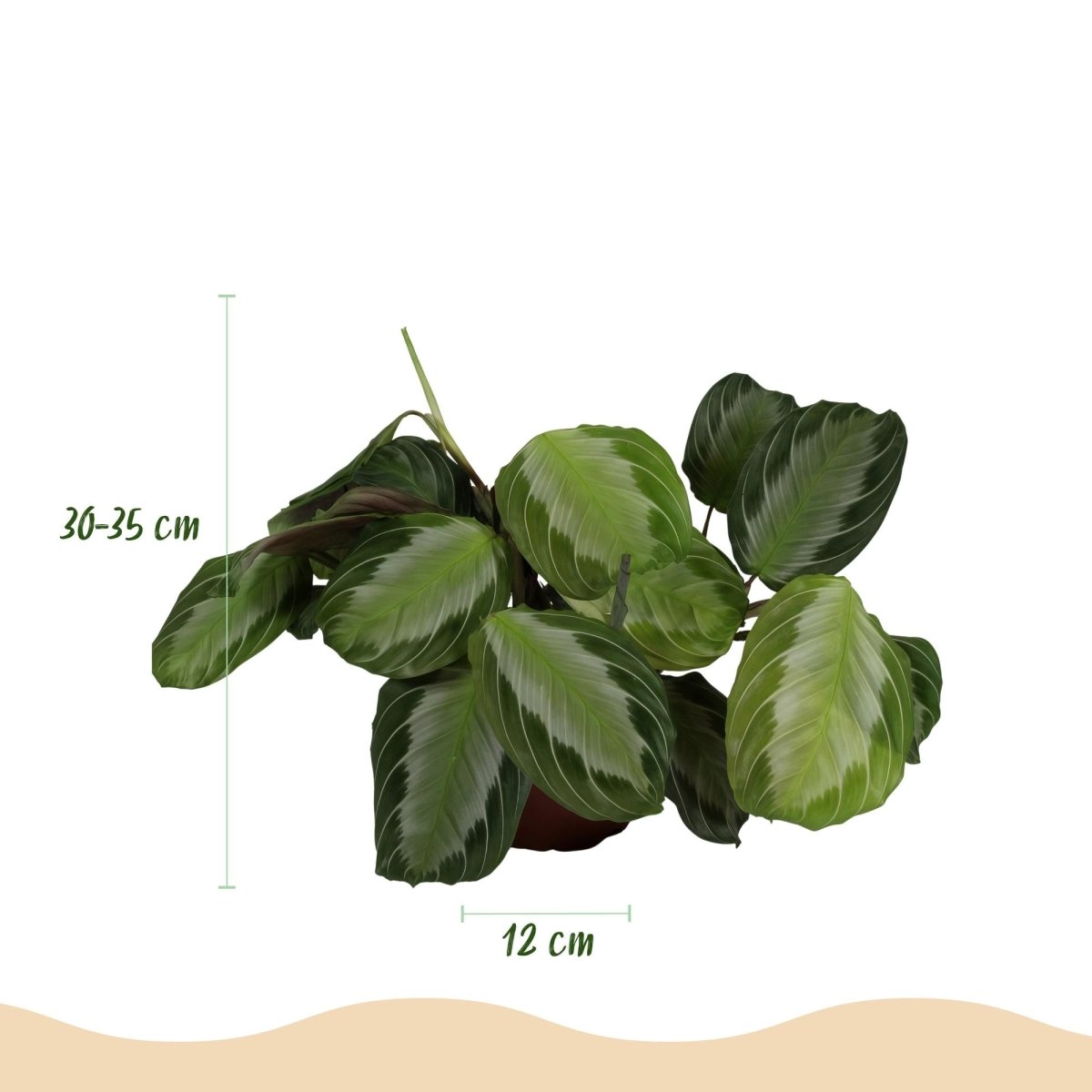 Maranta Fascinator Silverband - Gebedsplant - Huisdiervriendelijk - 4 Planten - Hoogte 30-35cm-Plant-Planten Magie