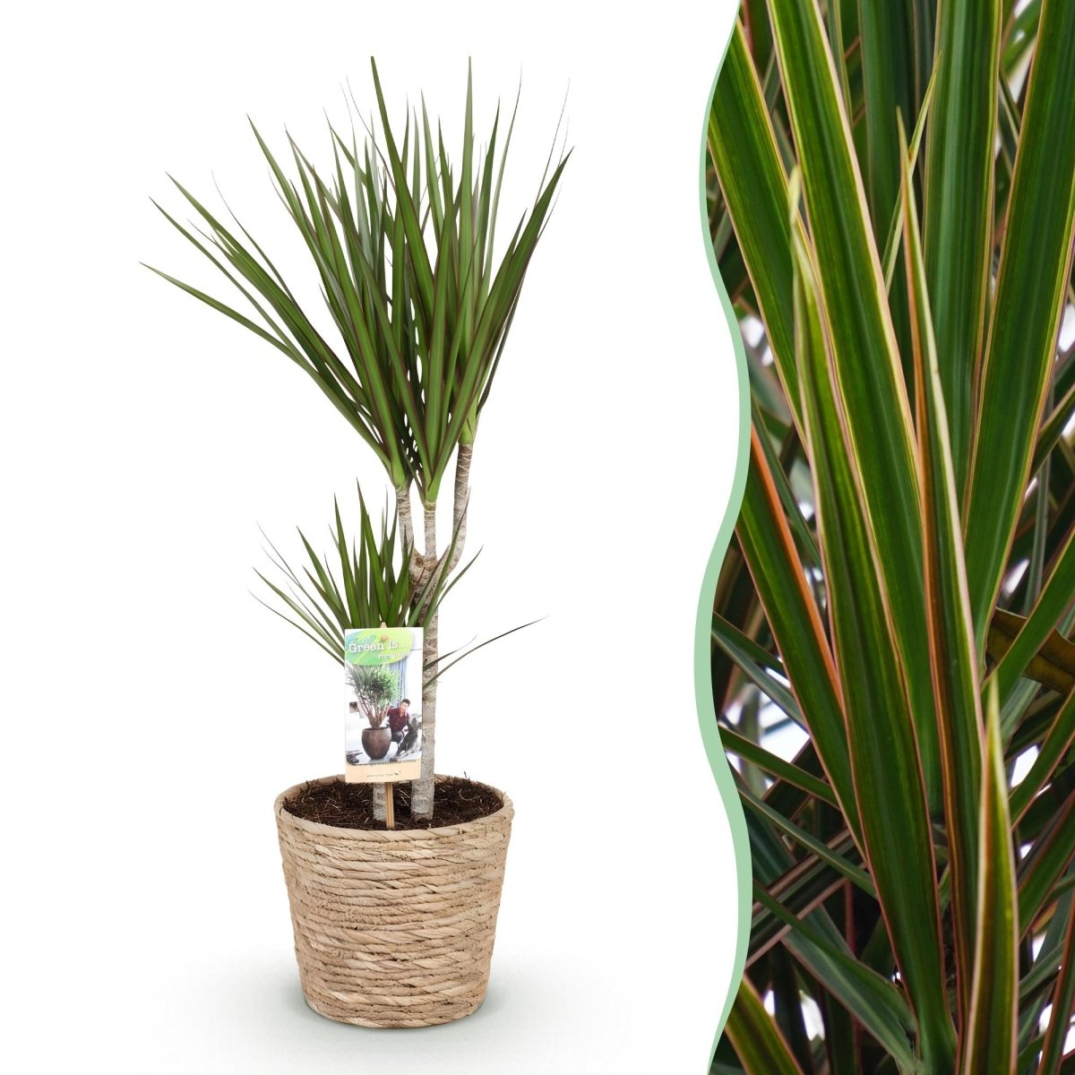 Dracaena Marginata drakenbloedboom 70–80 cm met mand - Plant - plantenmagie