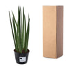 Sansevieria cylindrica 'Bacularis' / Mikado - 38 cm - ø10,5 - Plant - plantenmagie