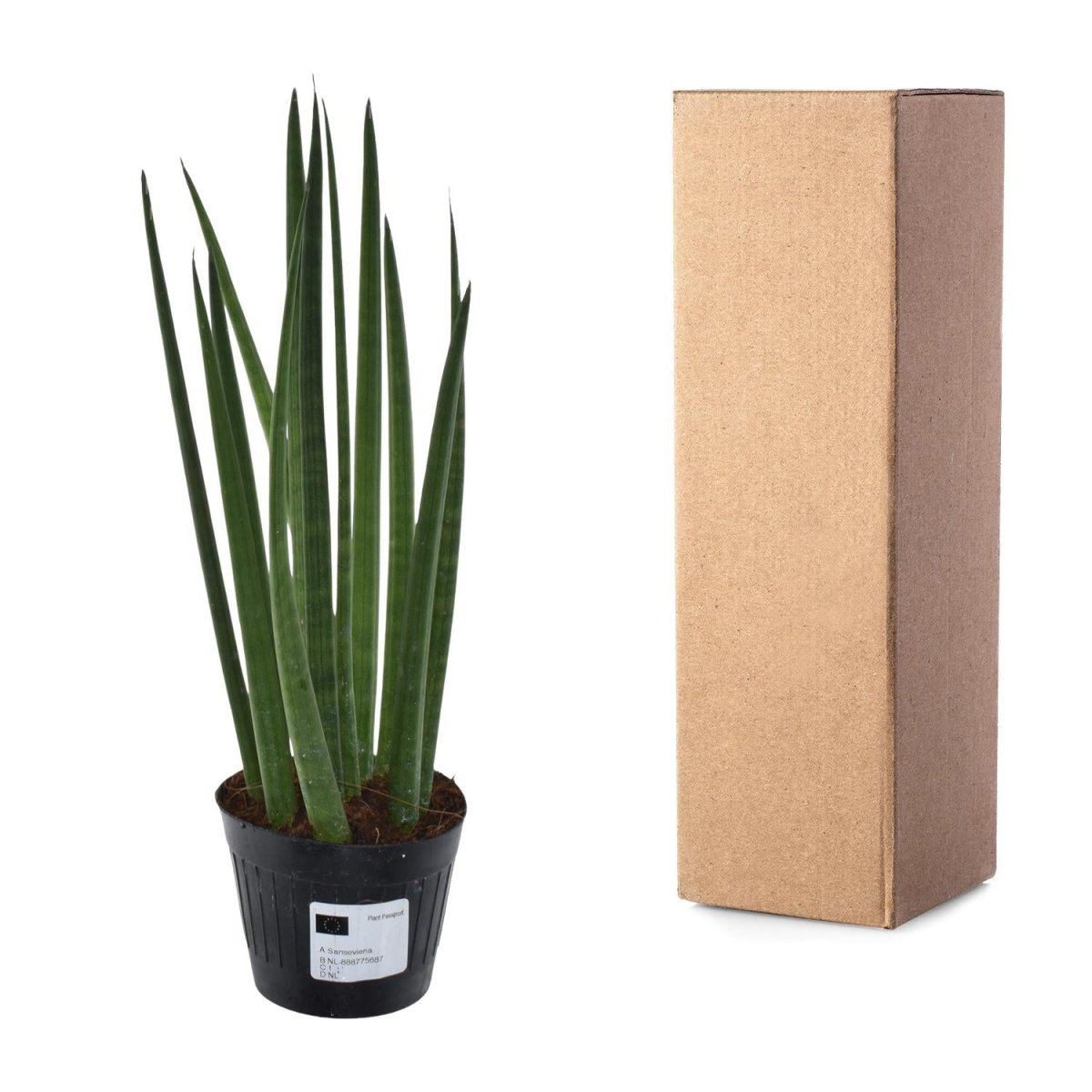 Sansevieria cylindrica 'Bacularis' / Mikado - 38 cm - ø10,5 - Plant - plantenmagie