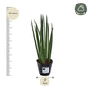 Sansevieria cylindrica 'Bacularis' / Mikado - 38 cm - ø10,5 - Plant - plantenmagie