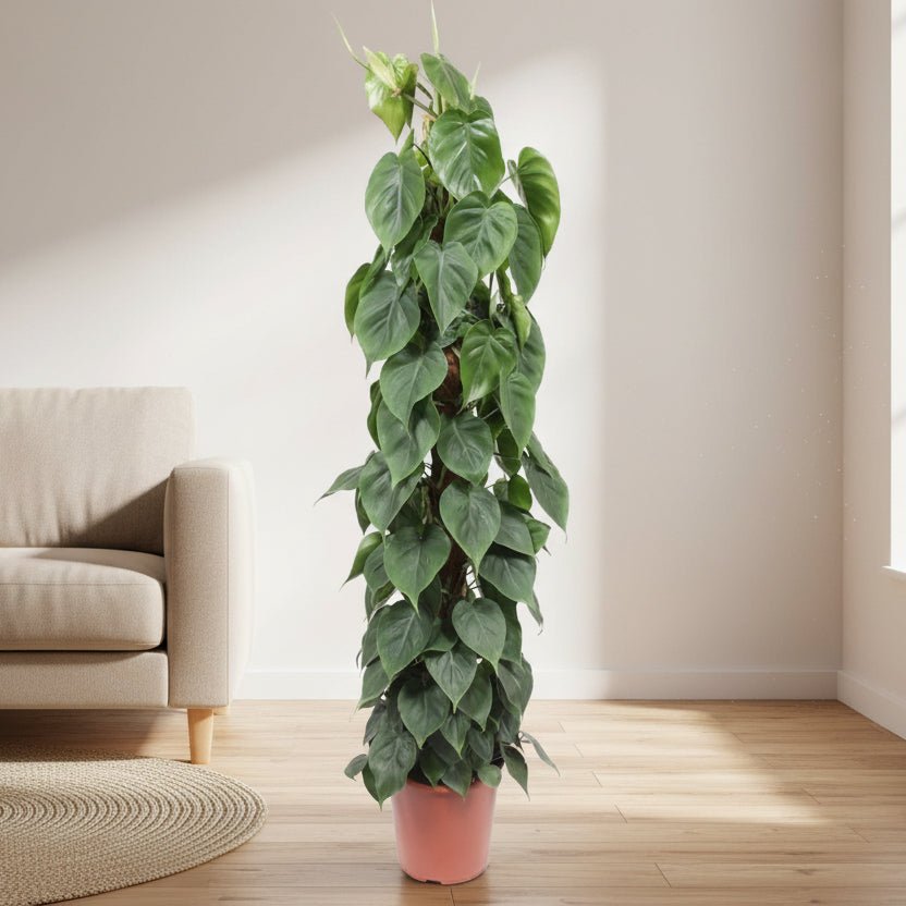 Philodendron Scandens mosstok - 150 cm - ø27 - Plant - plantenmagie