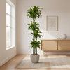 Dracaena Deremensis Dorado Ø27cm - ↕170 - 190cm