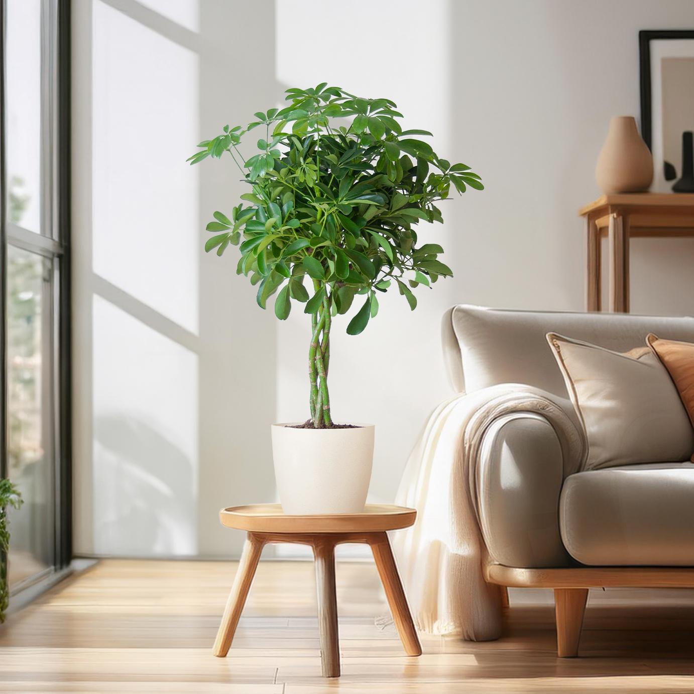 Schefflera Arboricola Nora kamerplant 70cm met witte Viber pot