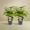 Calathea Makoyana twee stuks Ø14cm kamerplant met decoratief blad