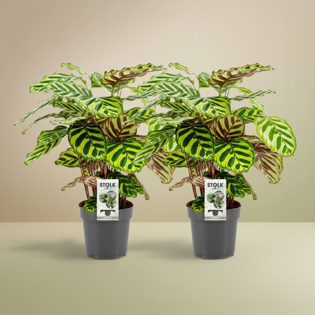 Calathea Makoyana twee stuks Ø14cm kamerplant met decoratief blad