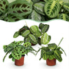 Marantha Silverband, Marantha Lemon Lime Marantha Kerchoveana - Gebedsplant - Huisdiervriendelijke Plant - 3 Planten-Plant-Planten Magie