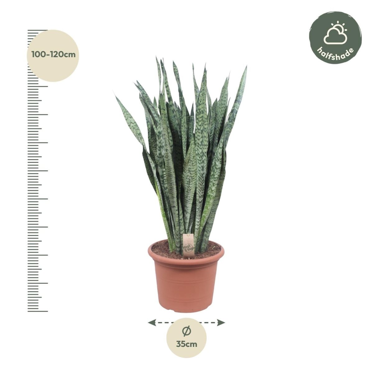Sansevieria Zeylenica - 110 cm - ø35 - Plant - plantenmagie